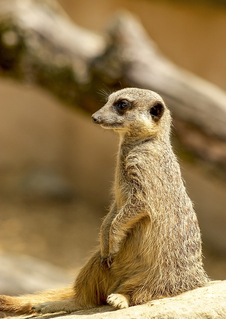 Erdmännchen